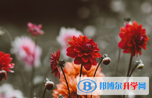 德阳2021年中考是不是录取线最高的